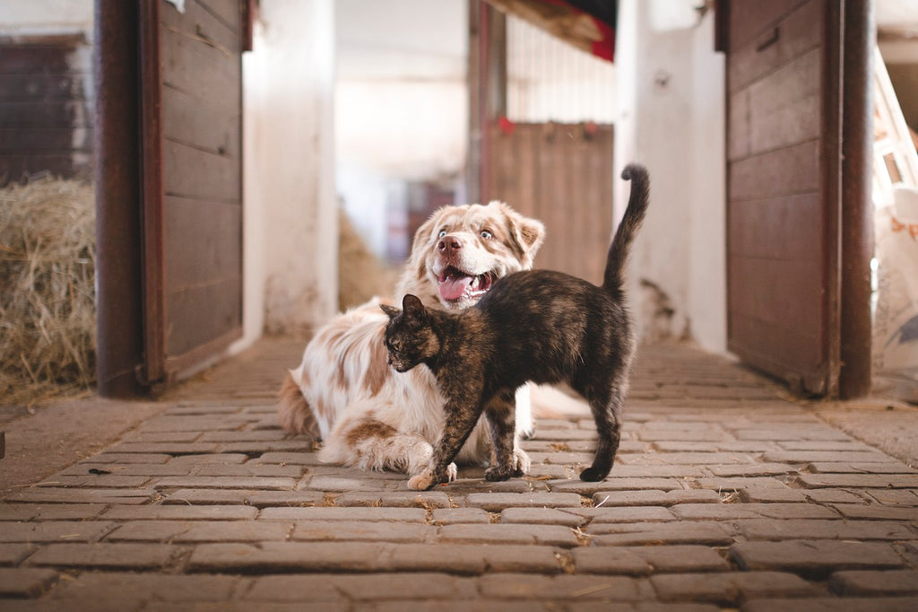 Our Complete Pet Nutrition Guide: Choosing the Right Pet Food for Optimal Health