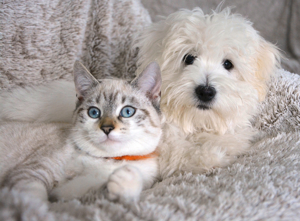 The Importance of Fresh & Health Foods for Our Furry Friends