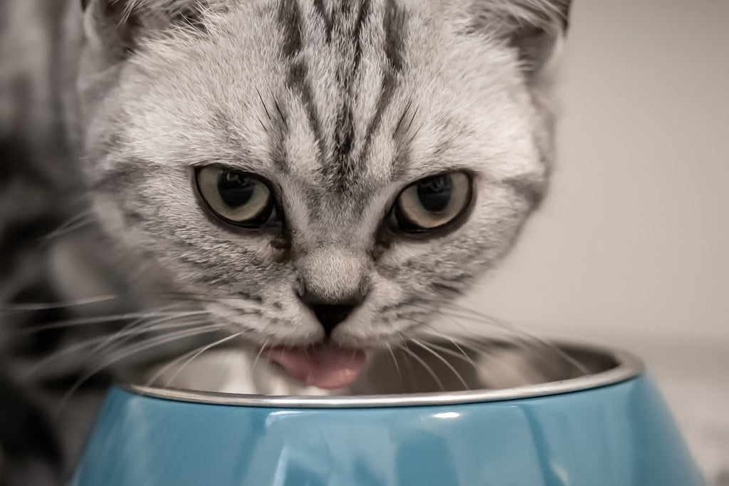 Choosing the Best Food For Your Cat