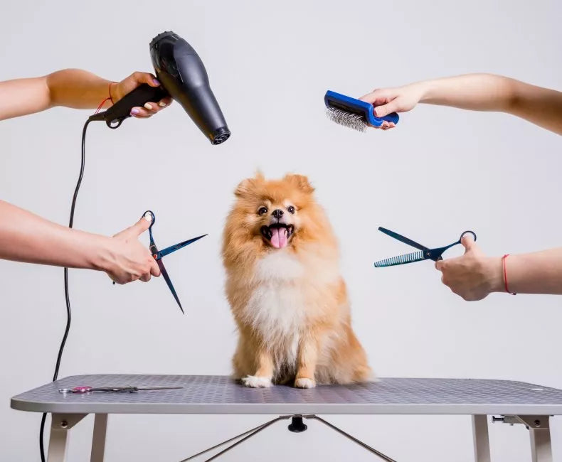 Things to Keep in Mind When Grooming a Dog at Home